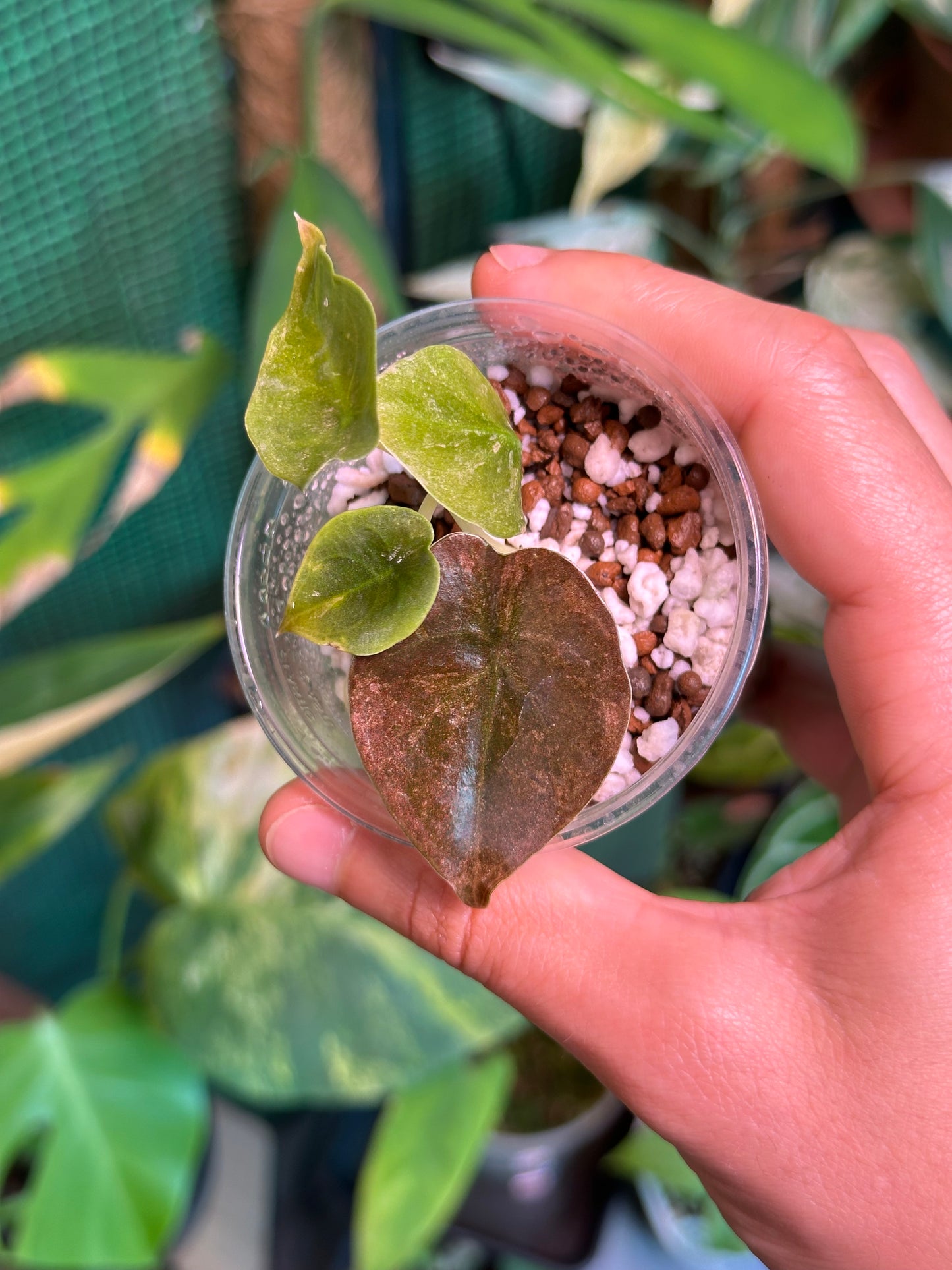 Alocasia cuprea pink variegata