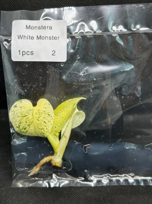 Monstera White Monster TC