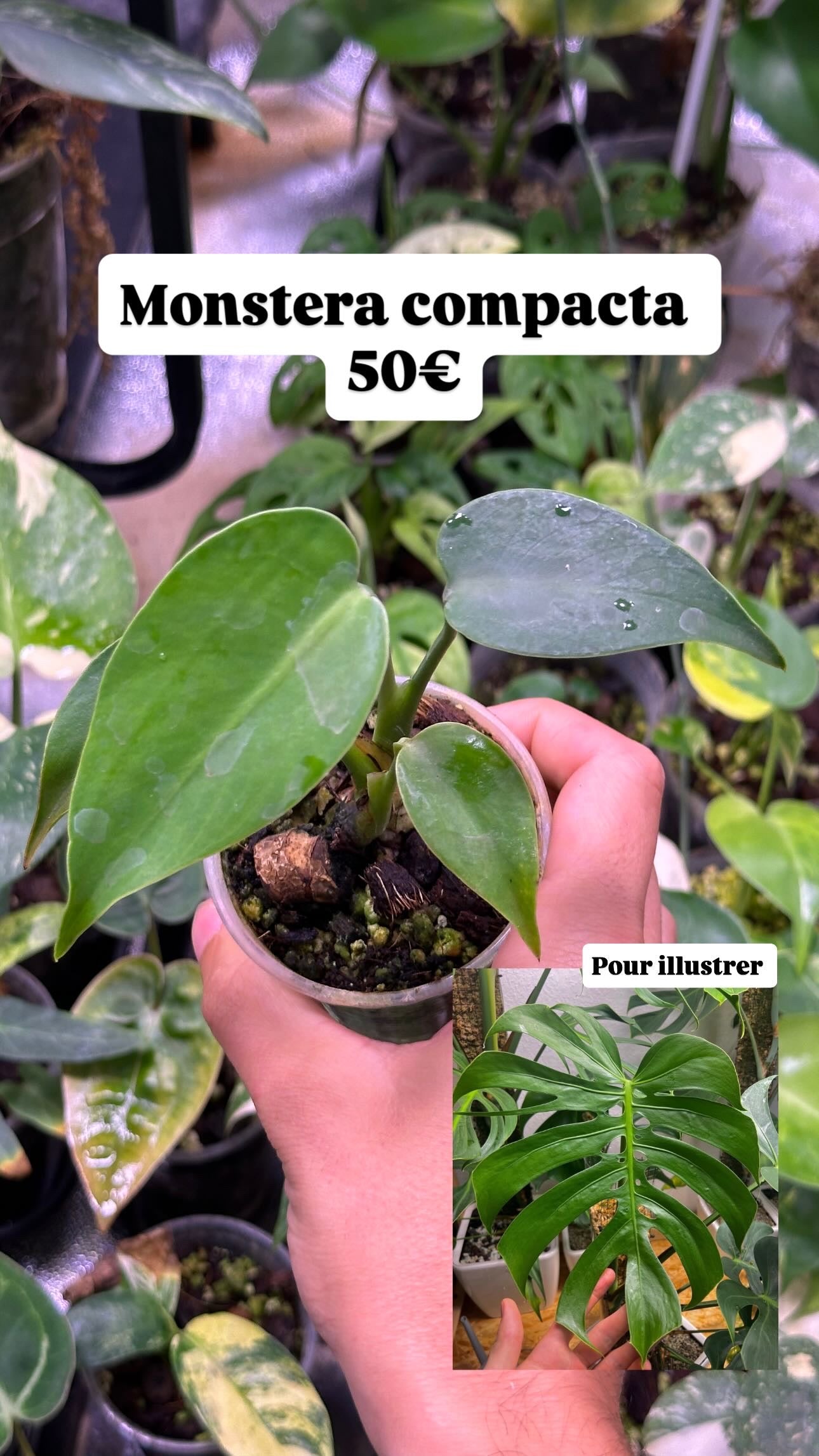 Monstera Deliciosa Compacta