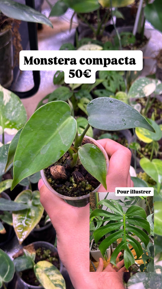 Monstera Deliciosa Compacta