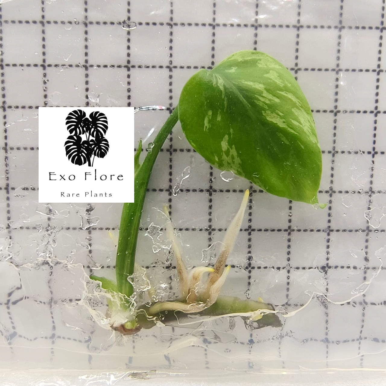 Monstera Bulbasaur TC Précommande