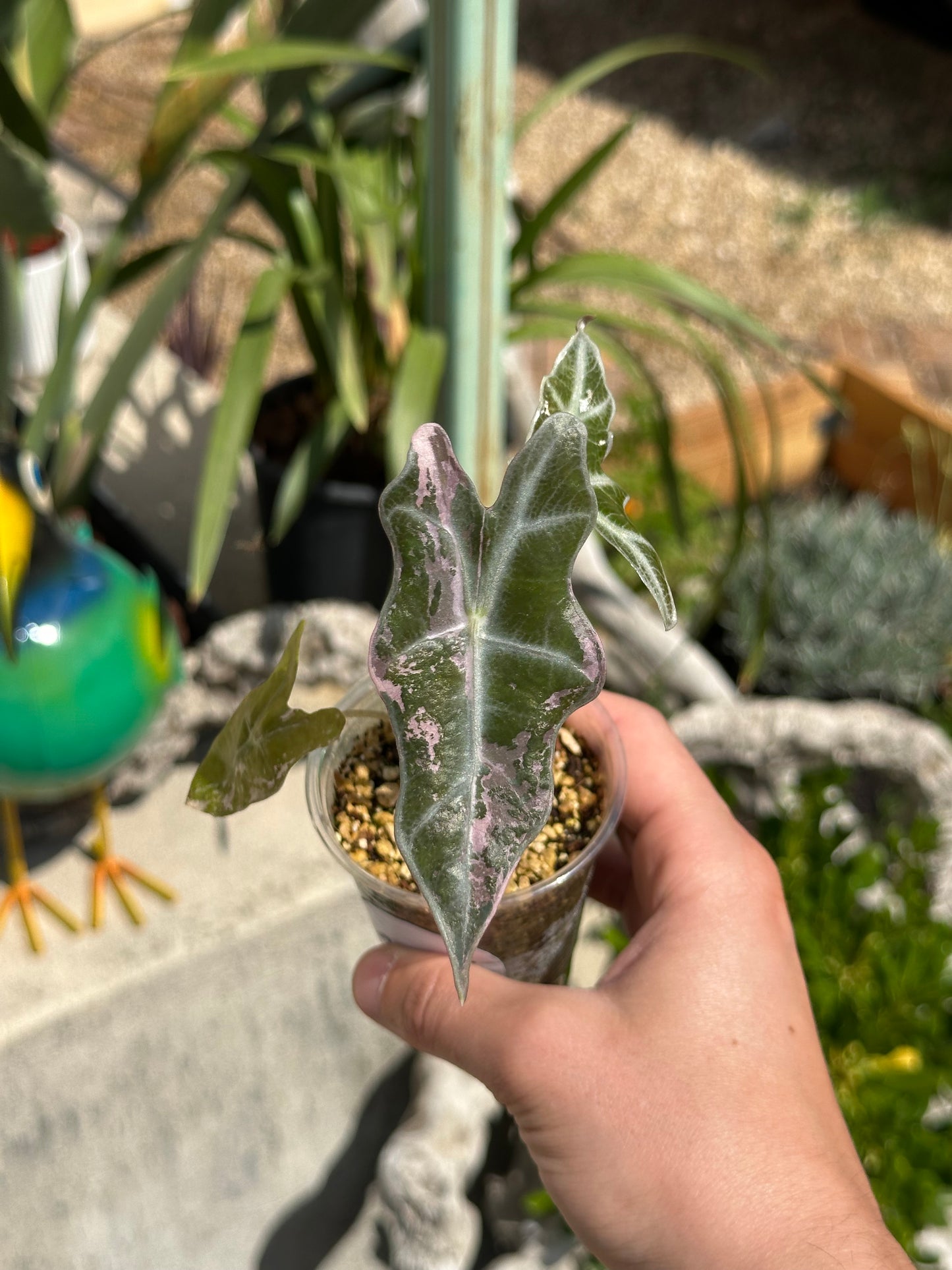 Alocasia Nobilis Pink Variegata