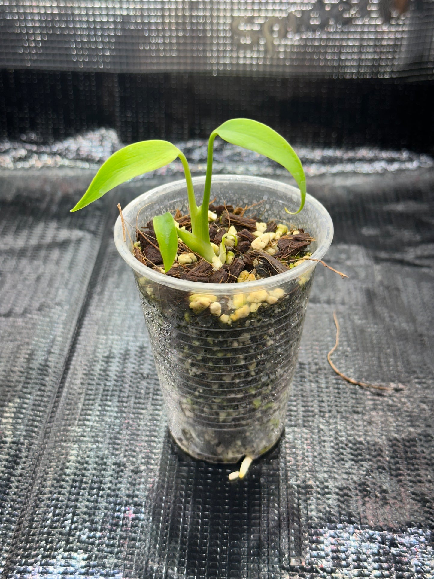 Monstera Burl Marx Flame