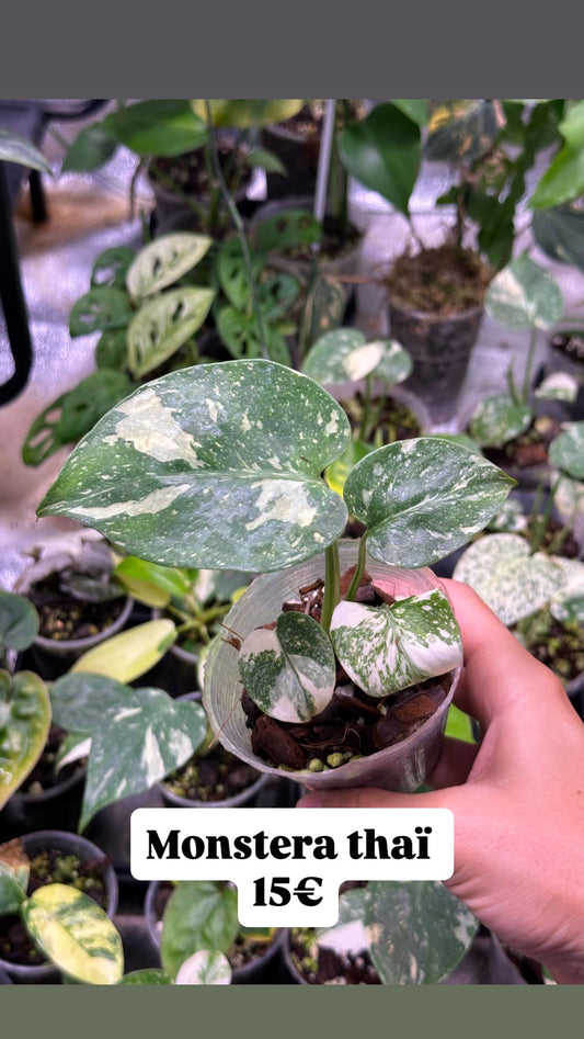 Monstera thaï constellation