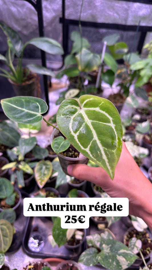 Anthurium Regale