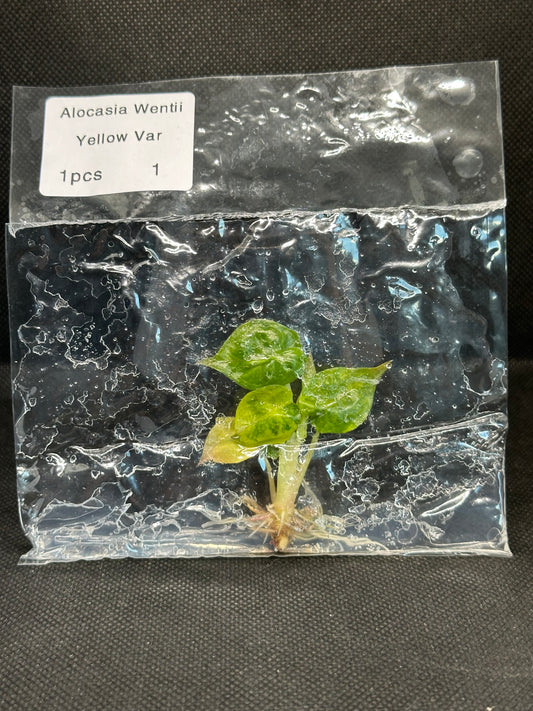 Alocasia Wentii Aurea Variegata TC