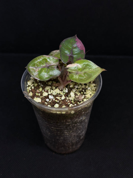 Alocasia Yucatan Pink Variegata