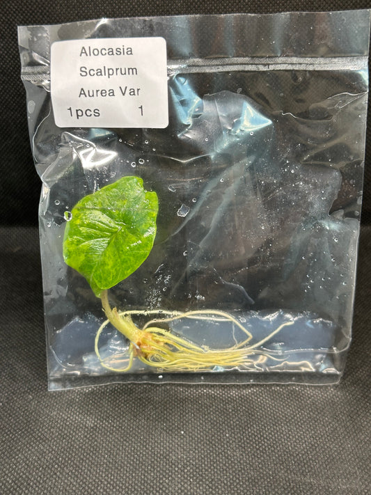 Alocasia Scalprum Aurea Variegata TC