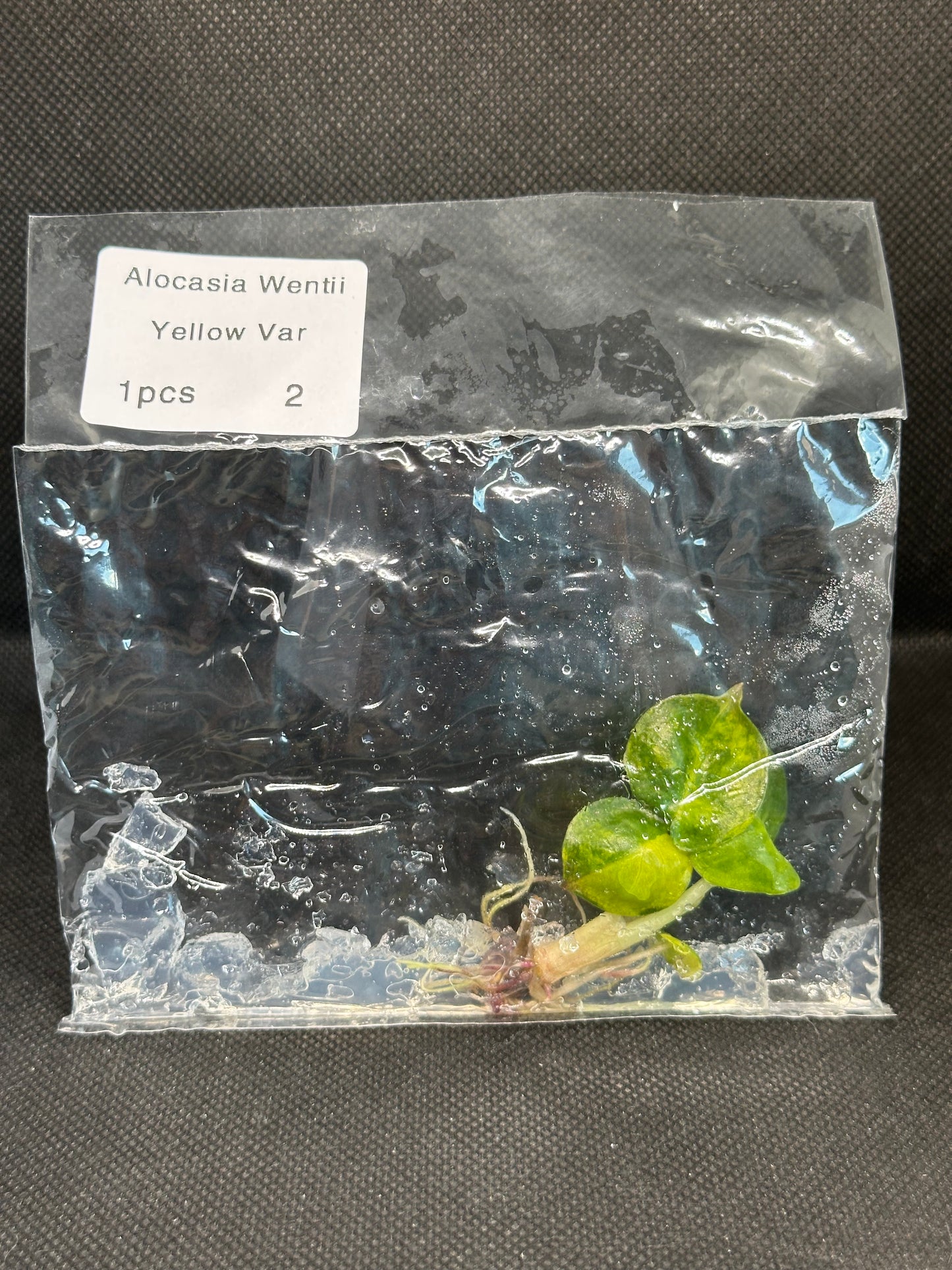 Alocasia Wentii Aurea Variegata TC