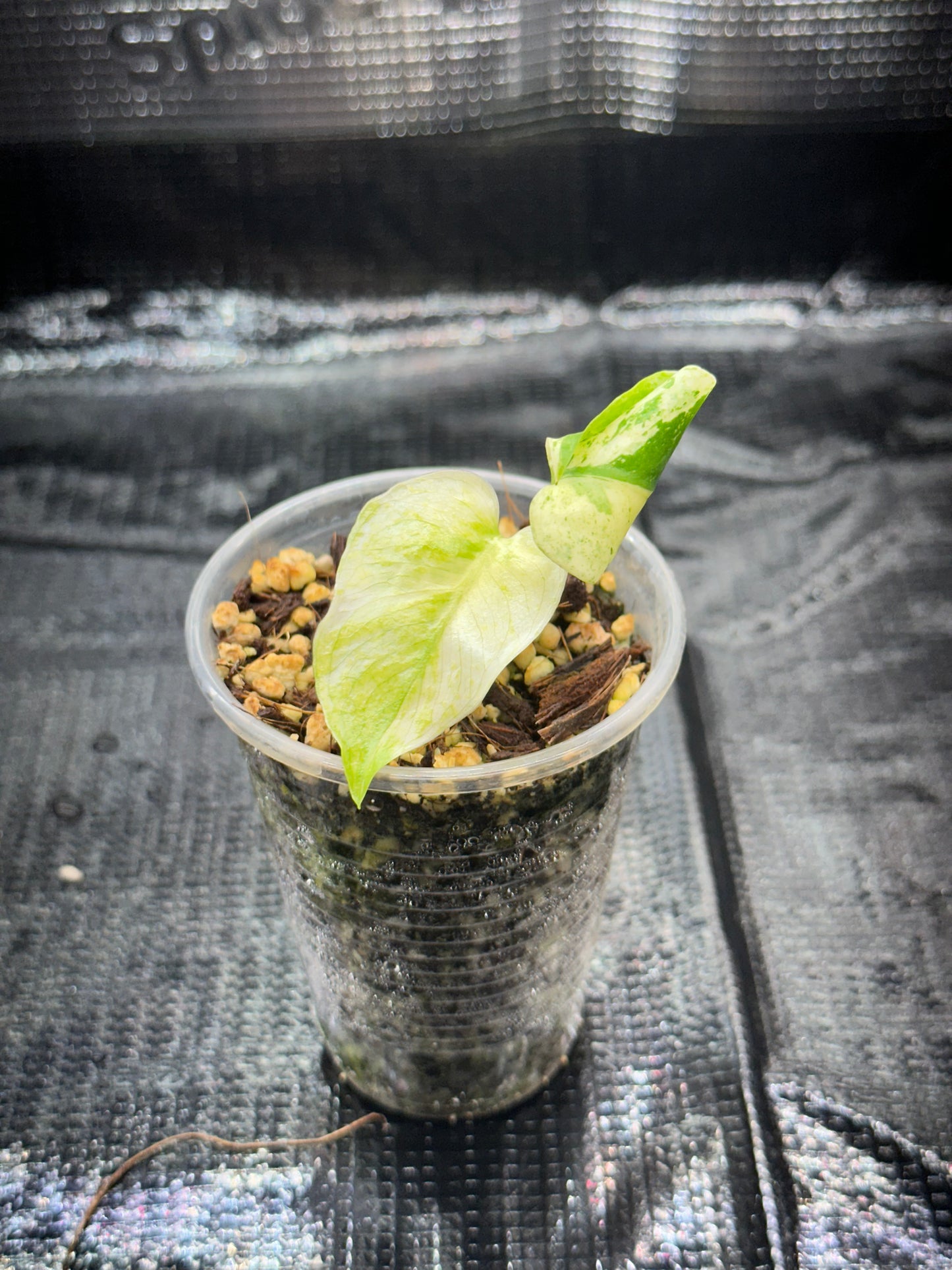 Monstera White monster