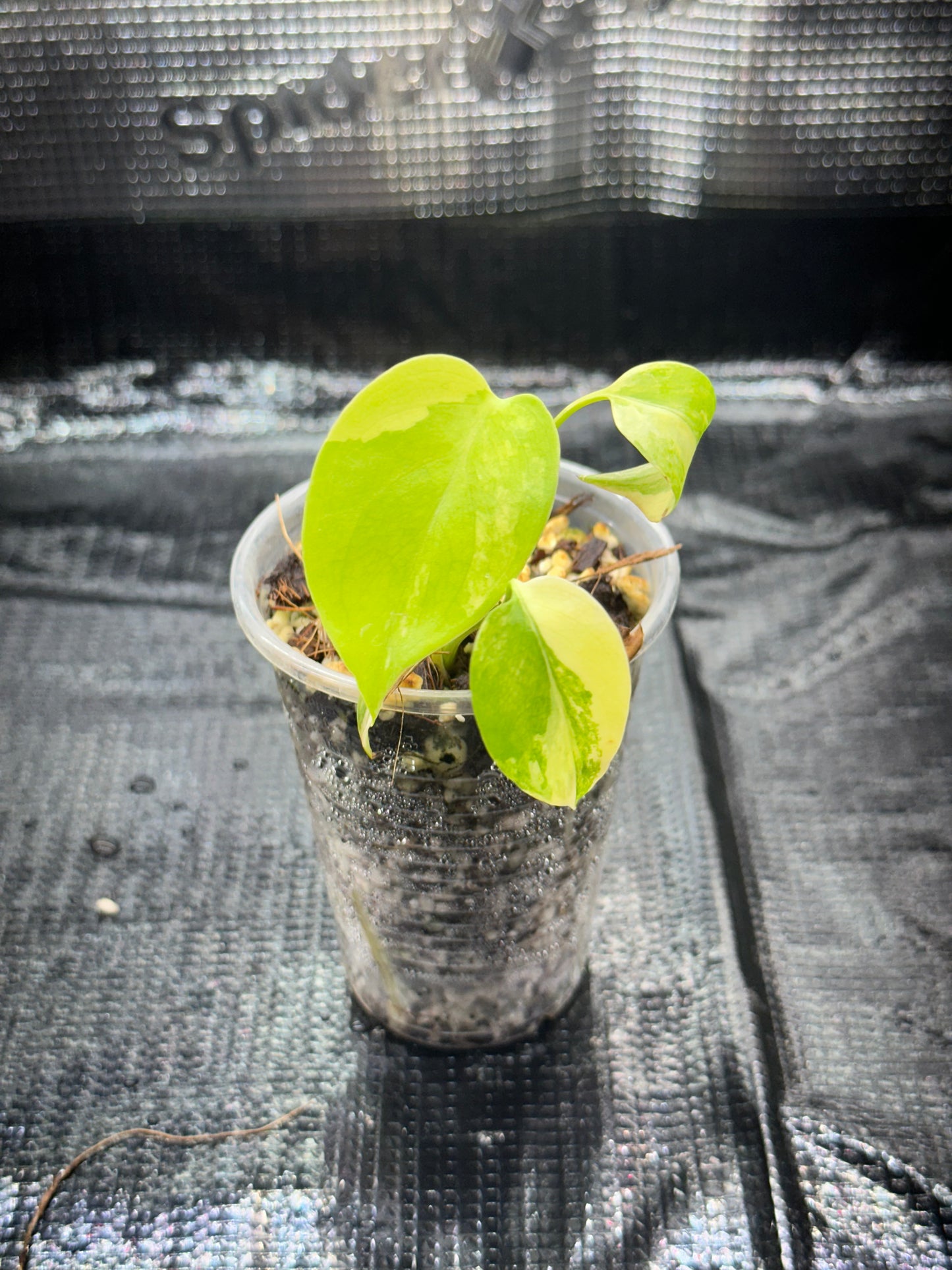 Monstera yellow marilyn