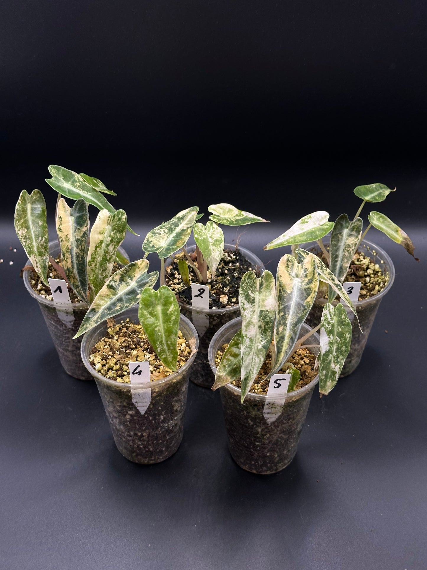 Alocasia Bambino Aurea