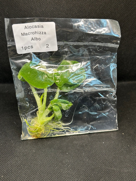 Alocasia macrohizza albo variegata TC