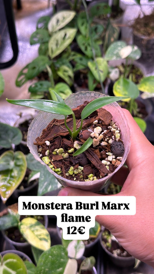 Monstera Burl Marx Flame