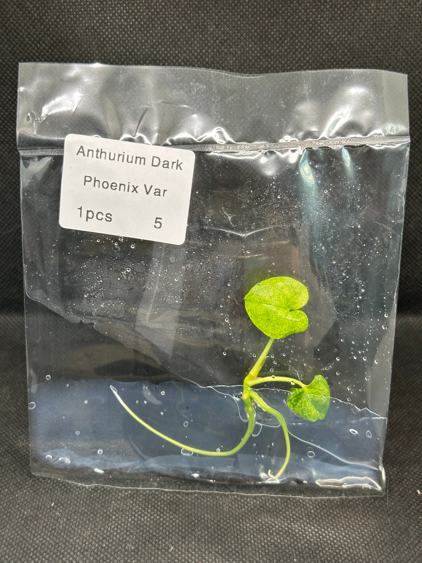 Anthurium Dark Phoenix Variegata TC