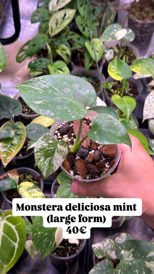 Monstera Deliciosa Mint