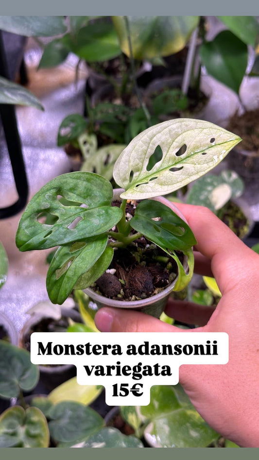 Monstera adansonii variegata