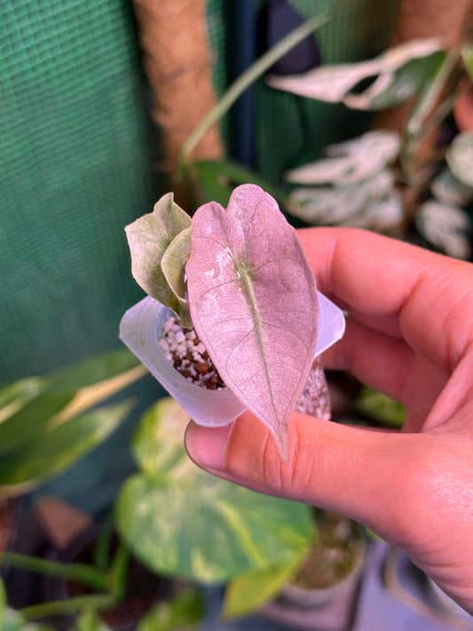 Alocasia Polly Pink Mint