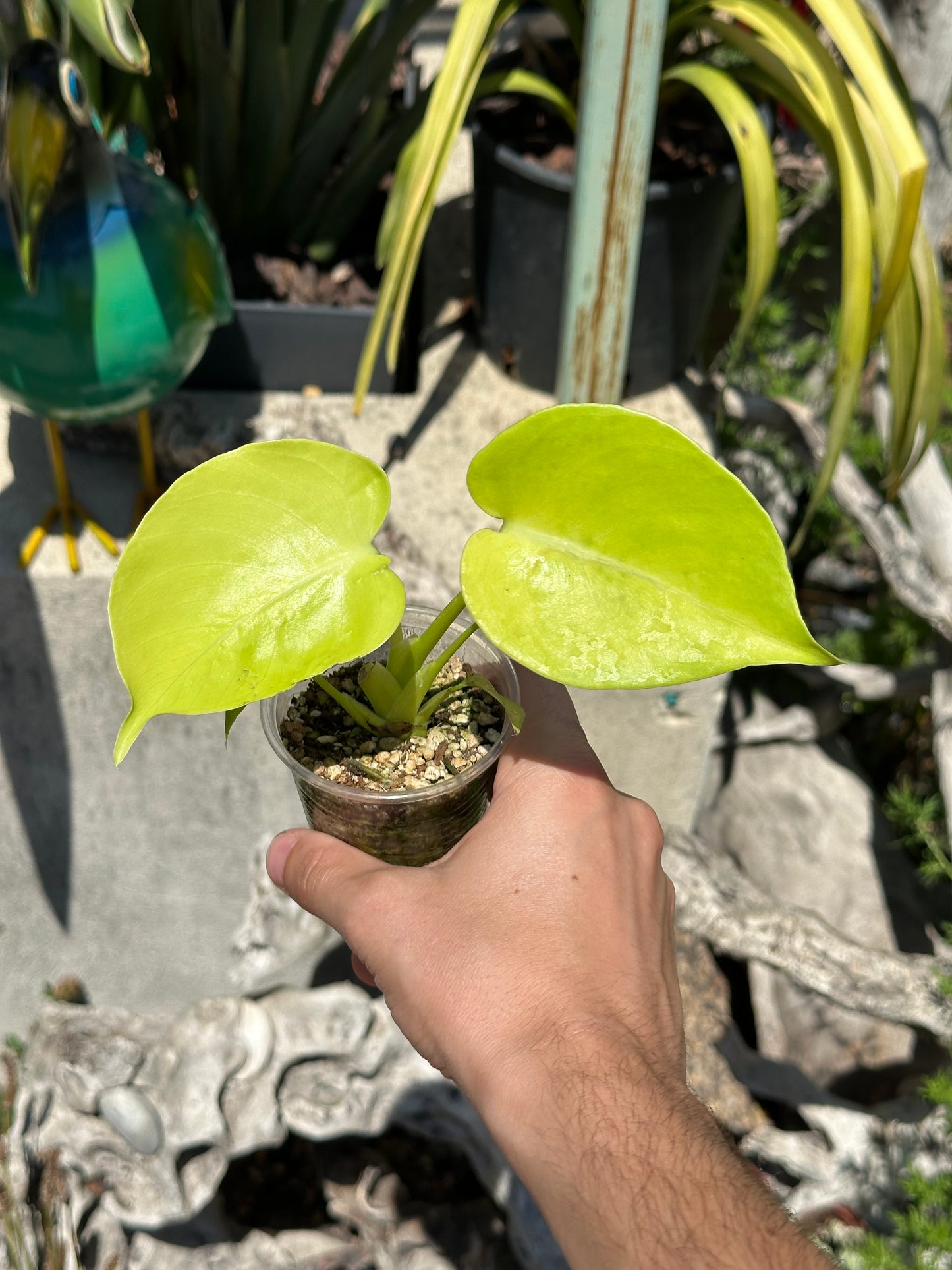 Monstera Néon Lemon Lime