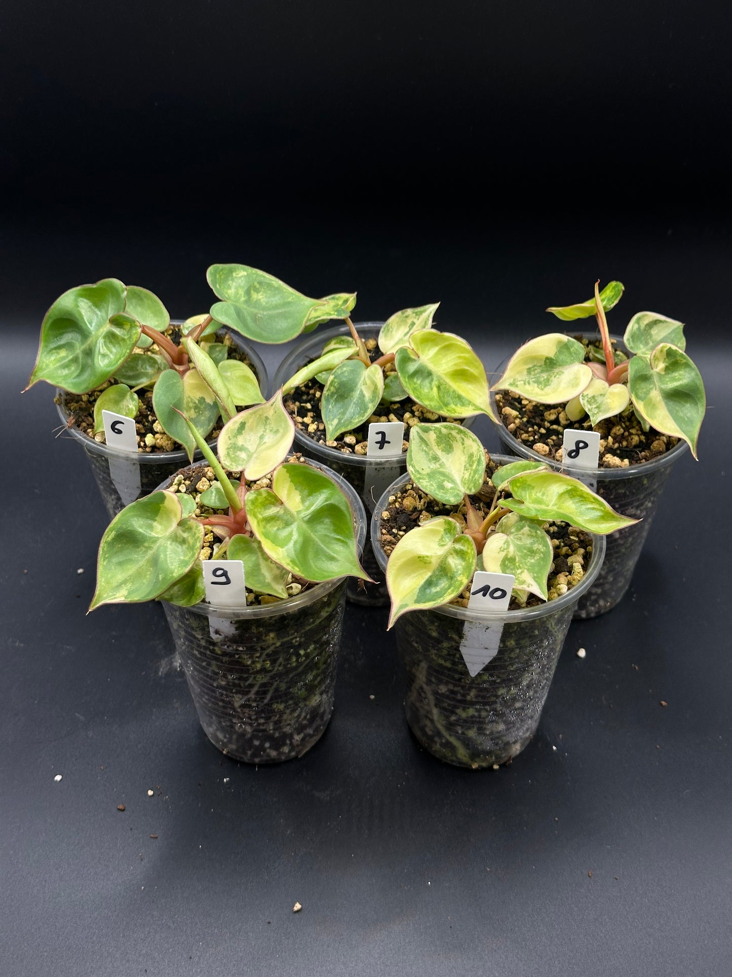 Philodendron Billitiae variegata