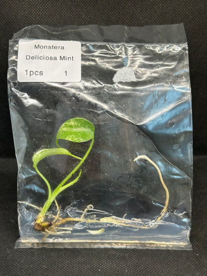 Monstera Mint TC