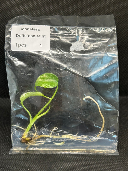 Monstera Mint TC