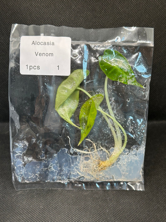 Alocasia Venom