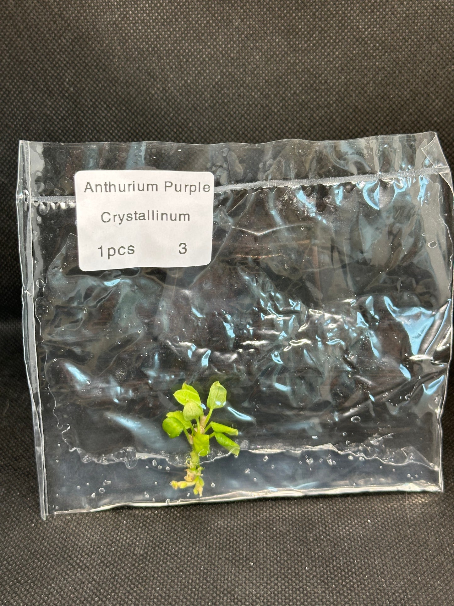 Anthurium purple crystallinum TC