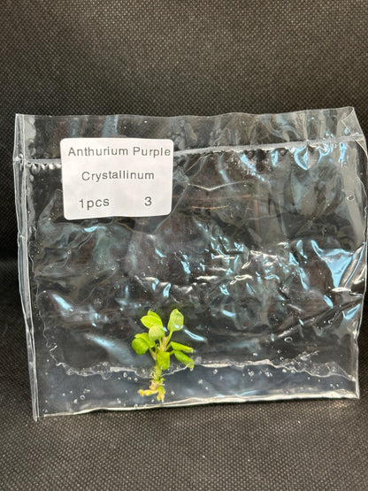 Anthurium purple crystallinum TC