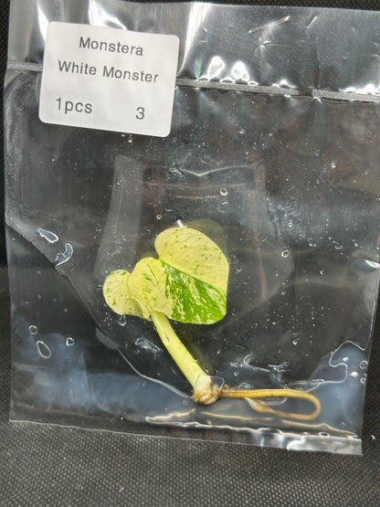 Monstera White Monster TC