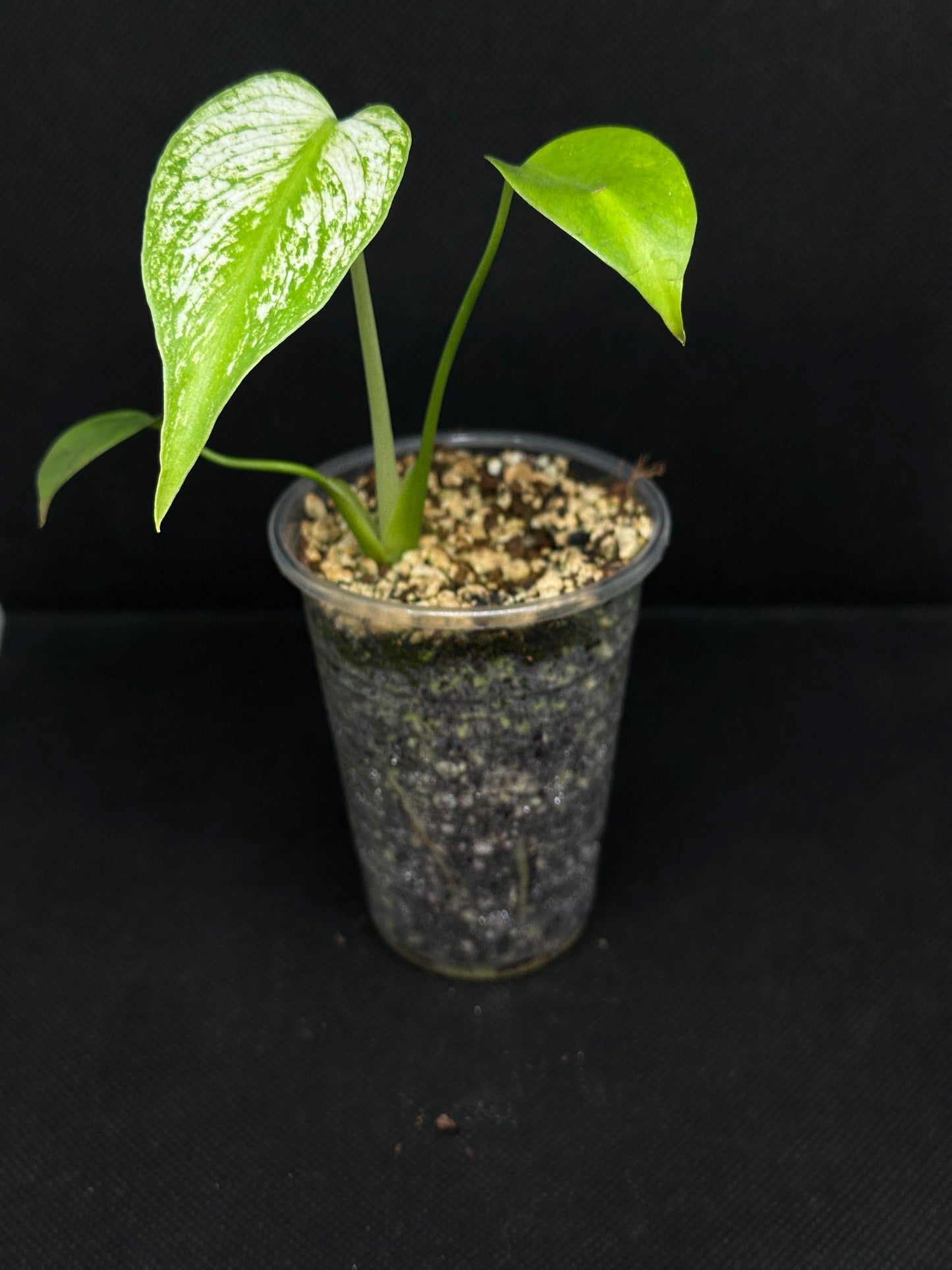 Monstera Devil Monster