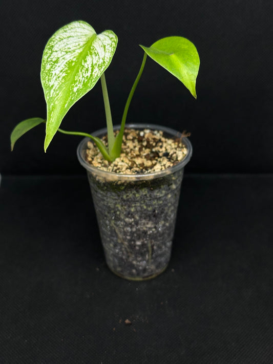 Monstera Devil Monster