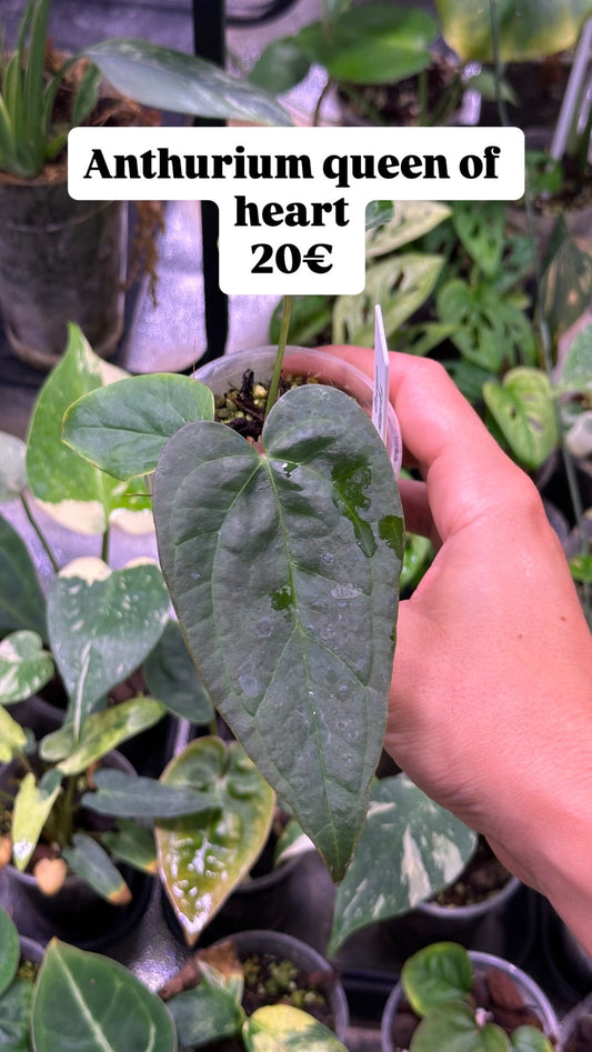Anthurium queen of heart