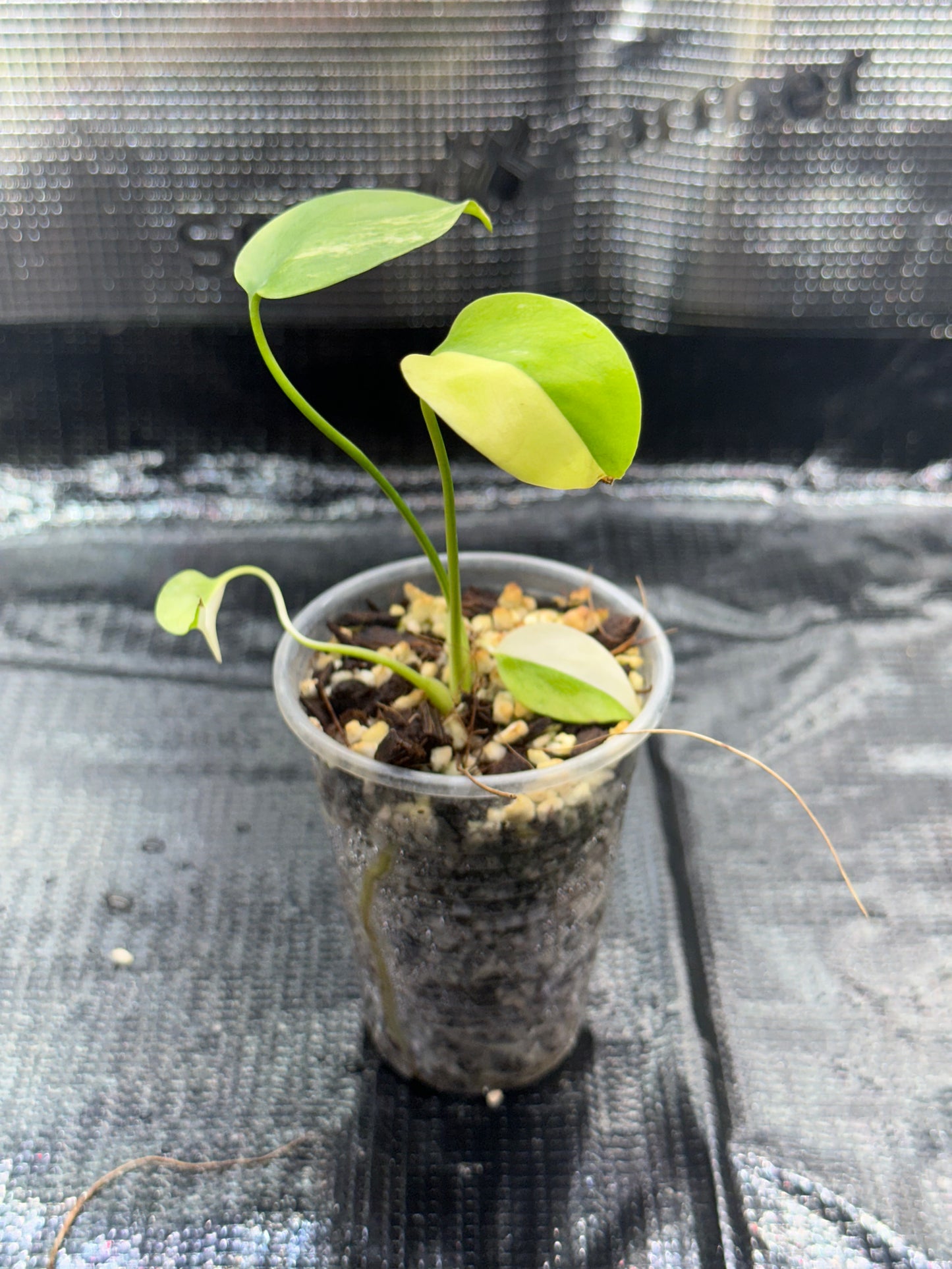 Monstera yellow marilyn