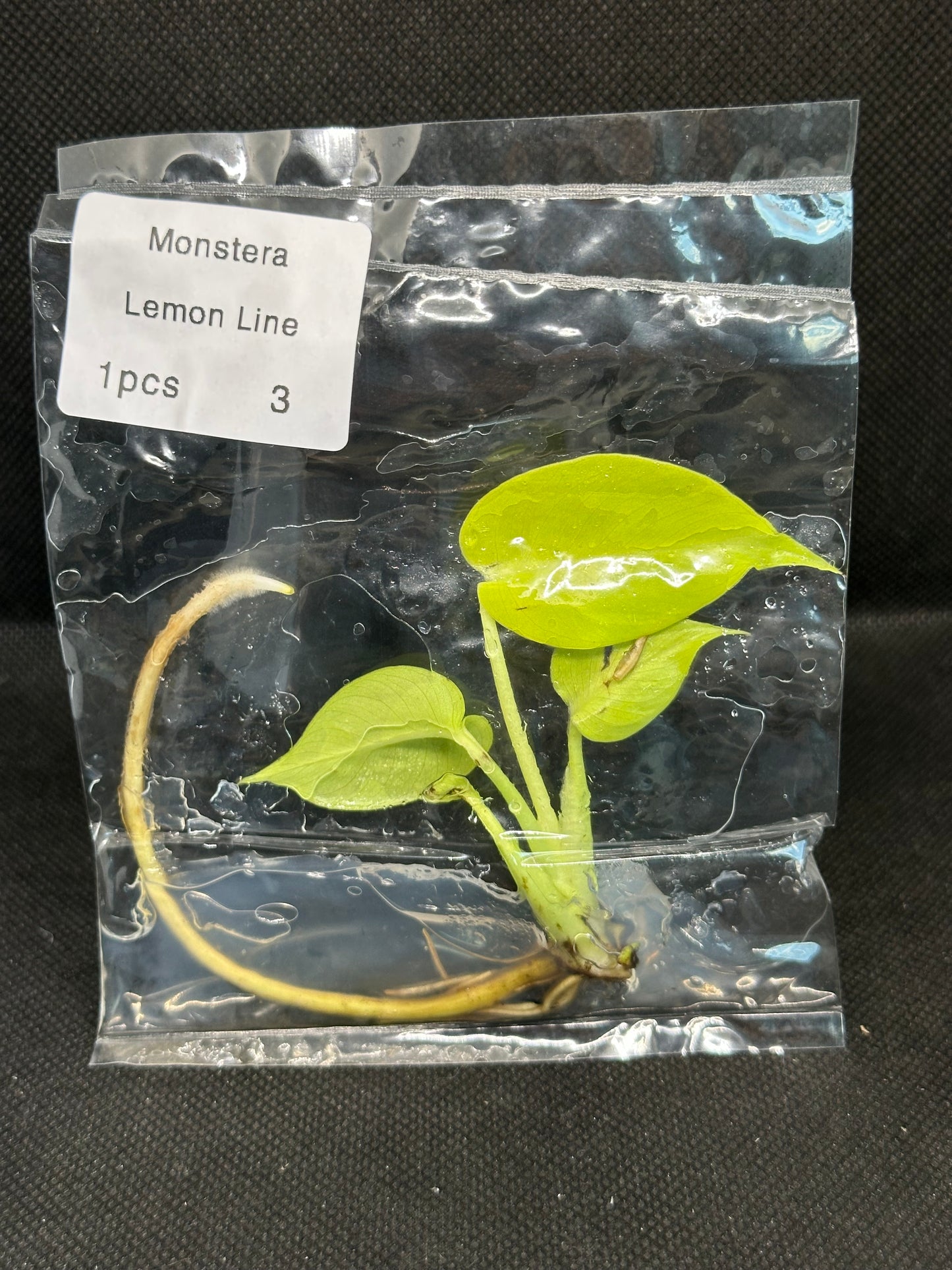 Monstera Néon Lemon Lime TC