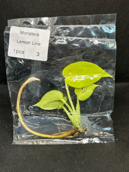 Monstera Néon Lemon Lime TC