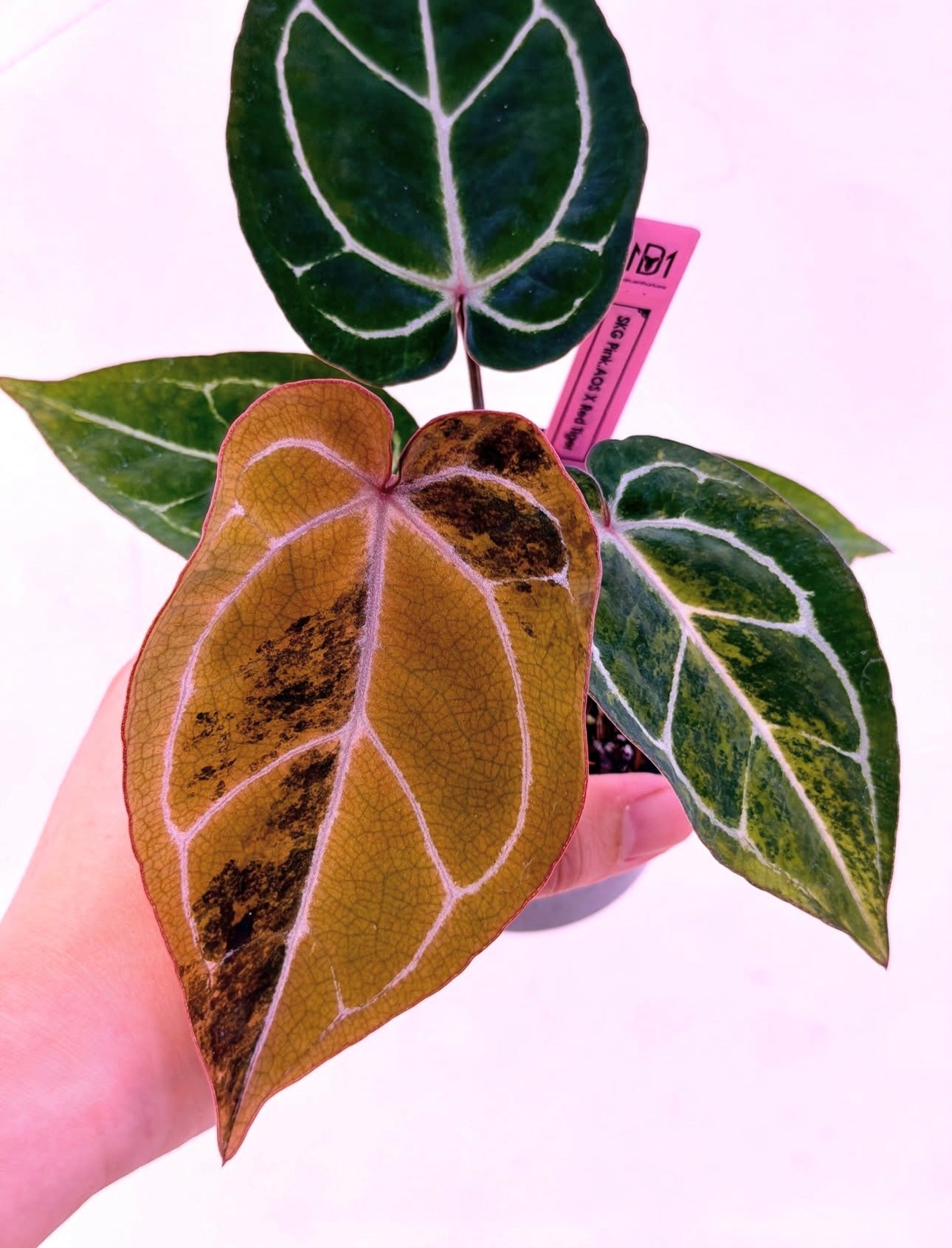 Anthurium SKG Pink. AOS x Red Tiger