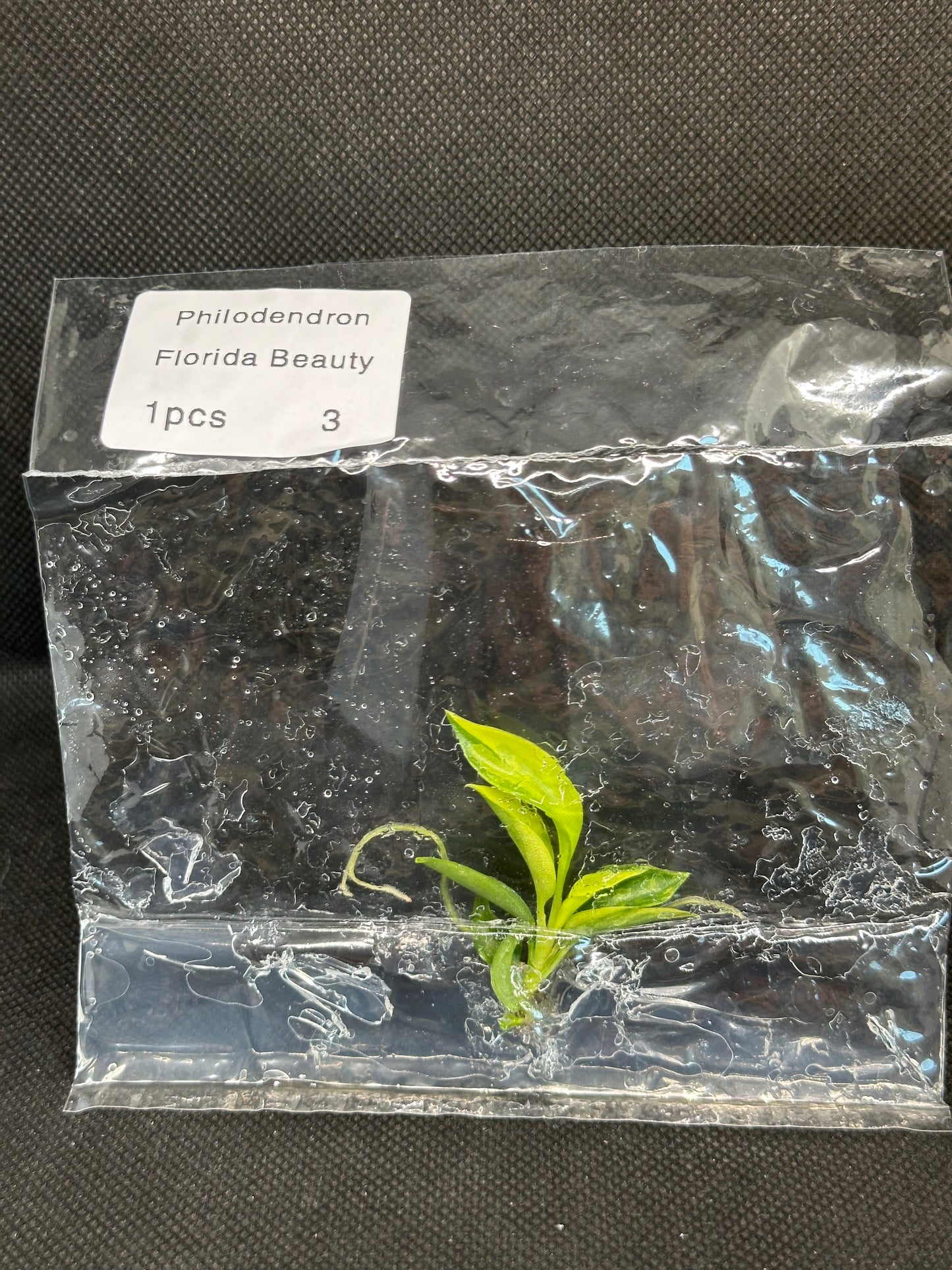 Philodendron Florida Beauty Variegata TC