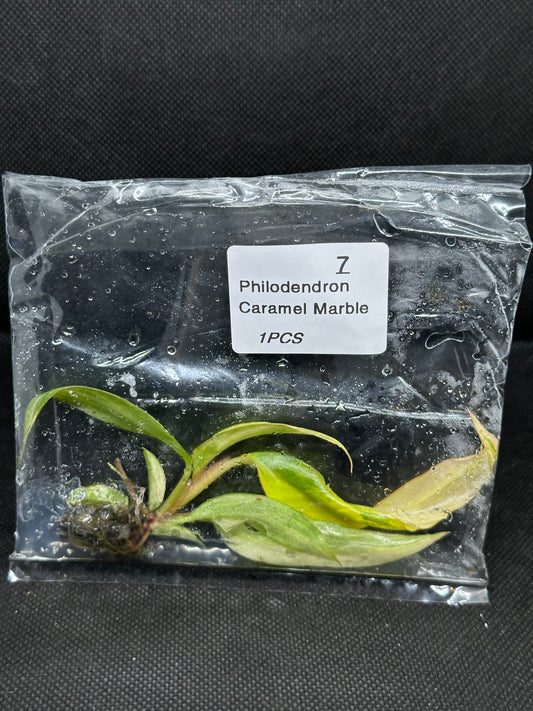 Philodendron Caramel Marble Var TC Précommande