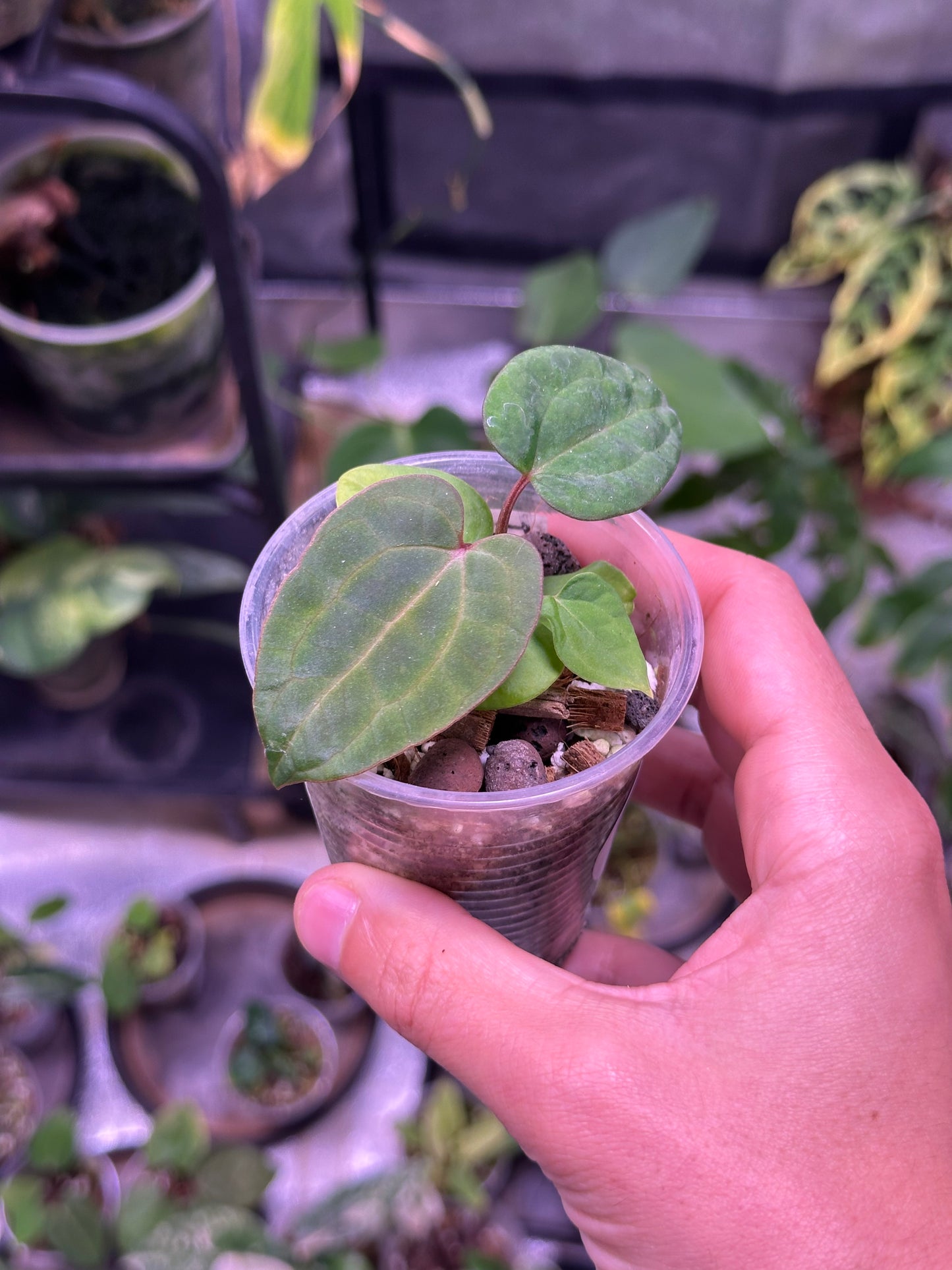 Anthurium ace of spades