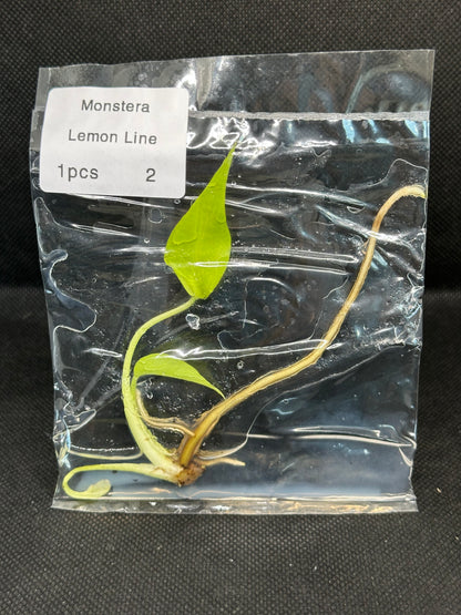 Monstera Néon Lemon Lime TC