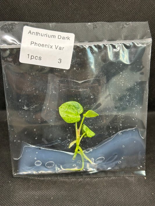Anthurium Dark Phoenix Variegata TC