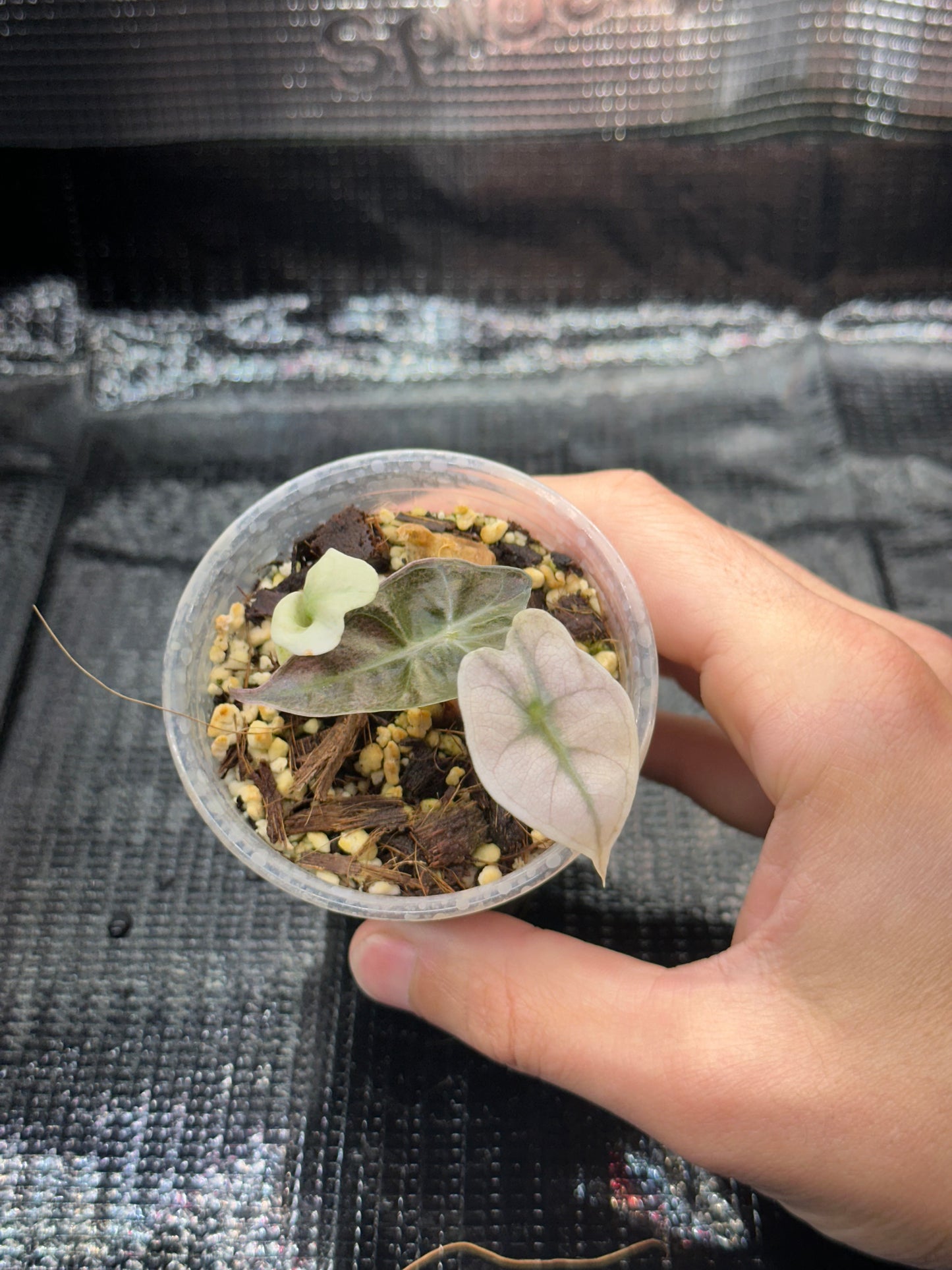 Alocasia Polly Pink Mint