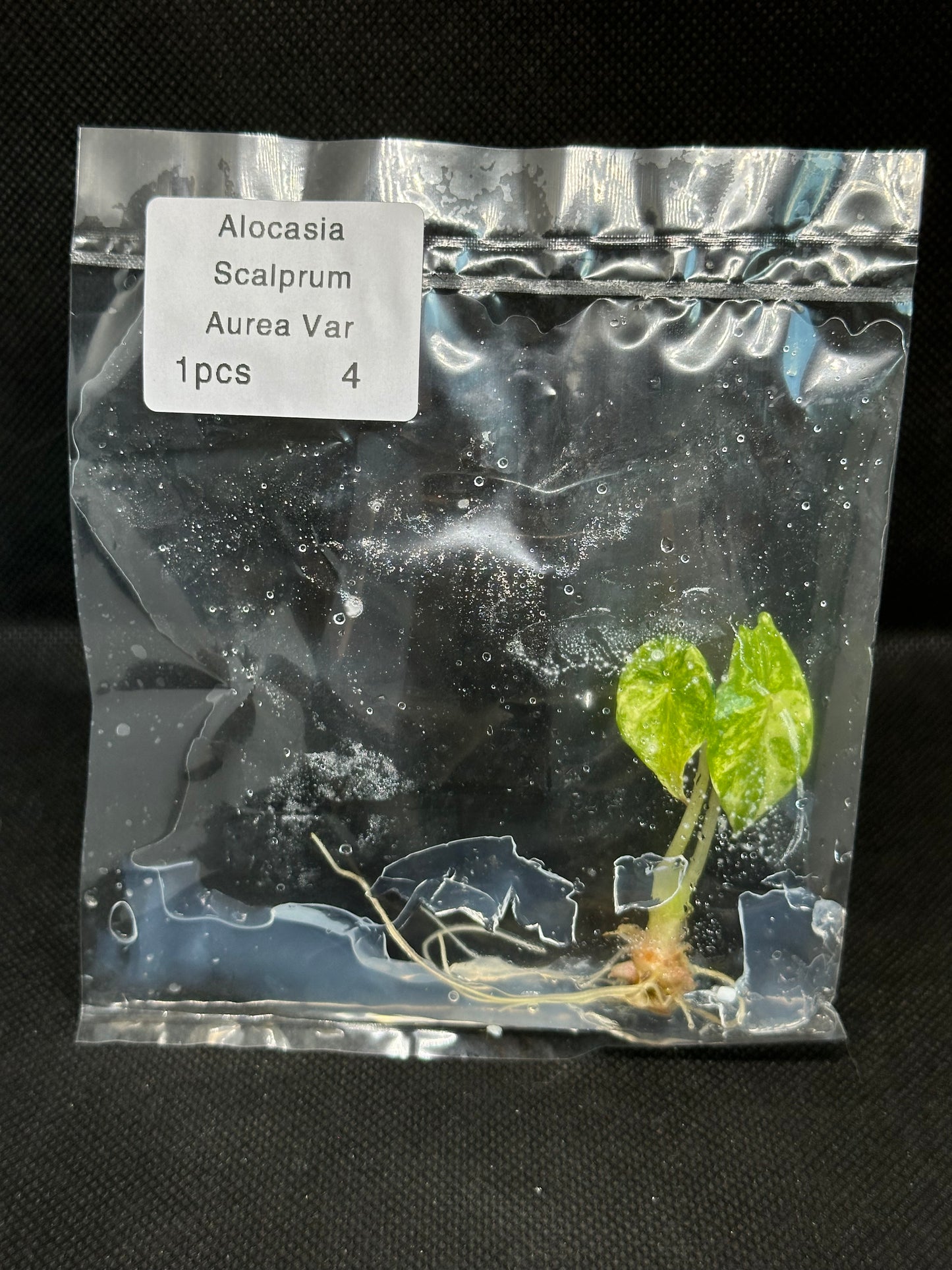 Alocasia Scalprum Aurea Variegata TC