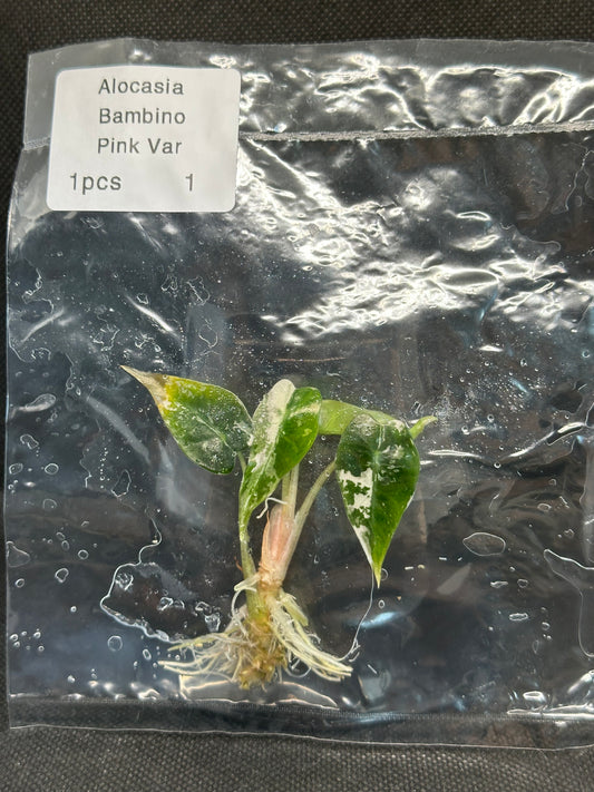 Alocasia Bambino Pink Variegata TC