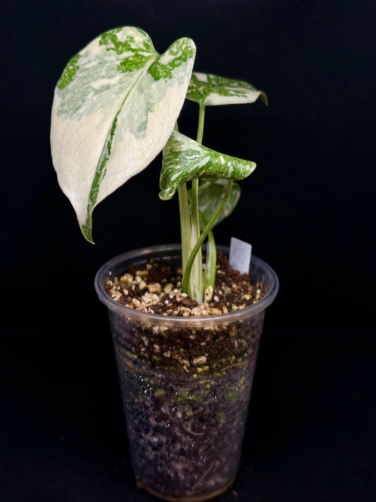 Monstera Golden Sands