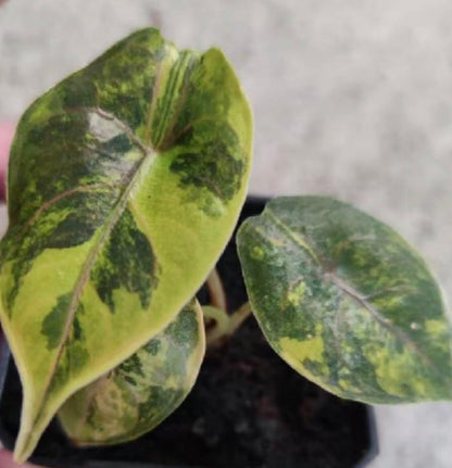 Alocasia Azlanii Aurea Var TC Précommande