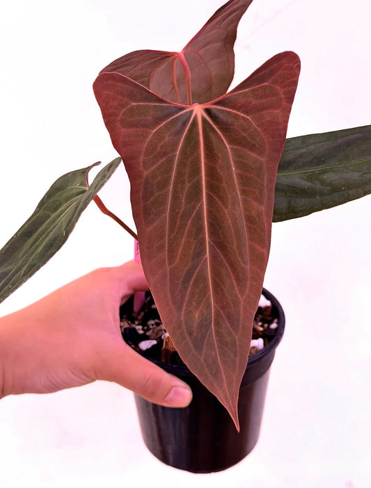 Anthurium Golden Eagle ( xOne x Portillea select) × RL s1 JV