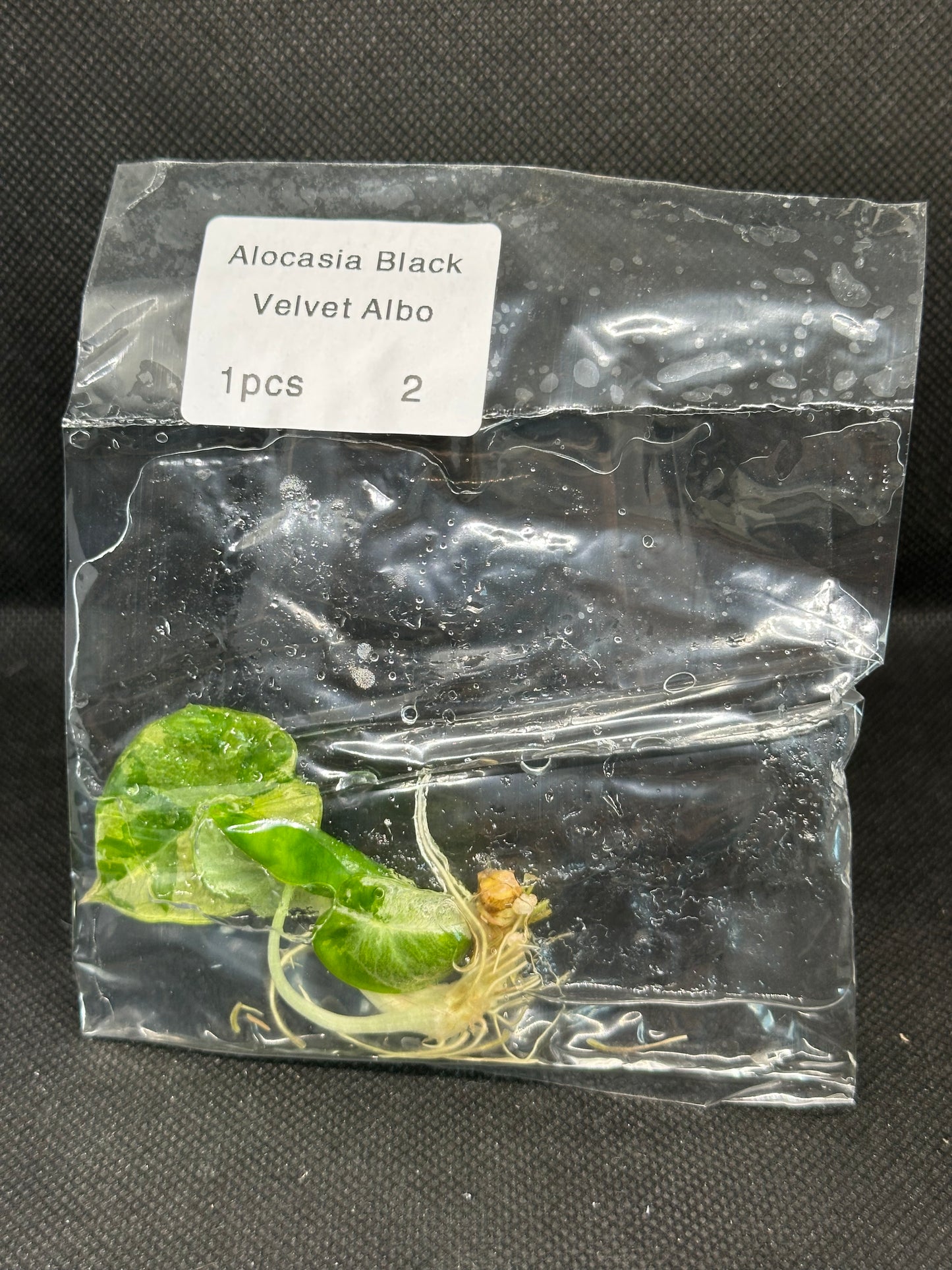 Alocasia Black Velvet White/Pink Var TC
