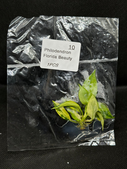 Philodendron Florida Beauty Variegata TC